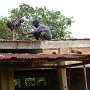 Bauarbeiten<br />Working on the roof